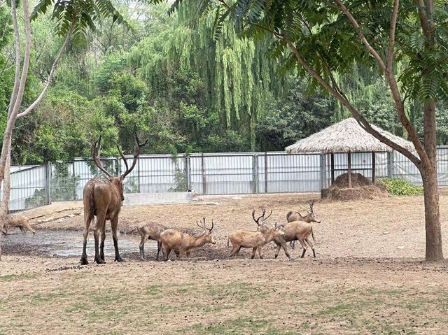 濟南動物園攻略