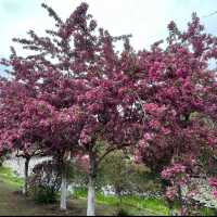 Flower blossoms at Shenyang Garden Expo 