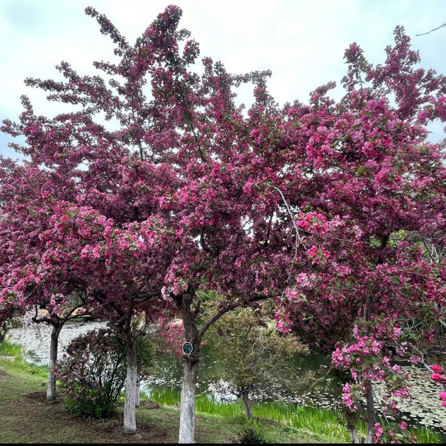 Flower blossoms at Shenyang Garden Expo 