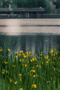 泉湖公園 | 適合人們欣賞日落、藝術和煙花。