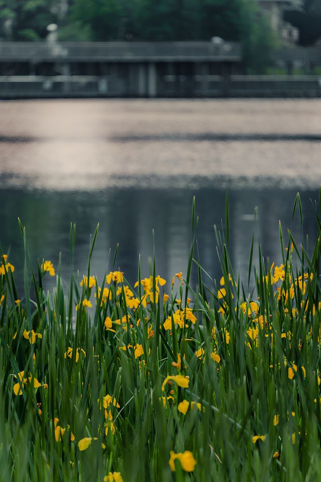 泉湖公園 | 適合人們欣賞日落、藝術和煙花。