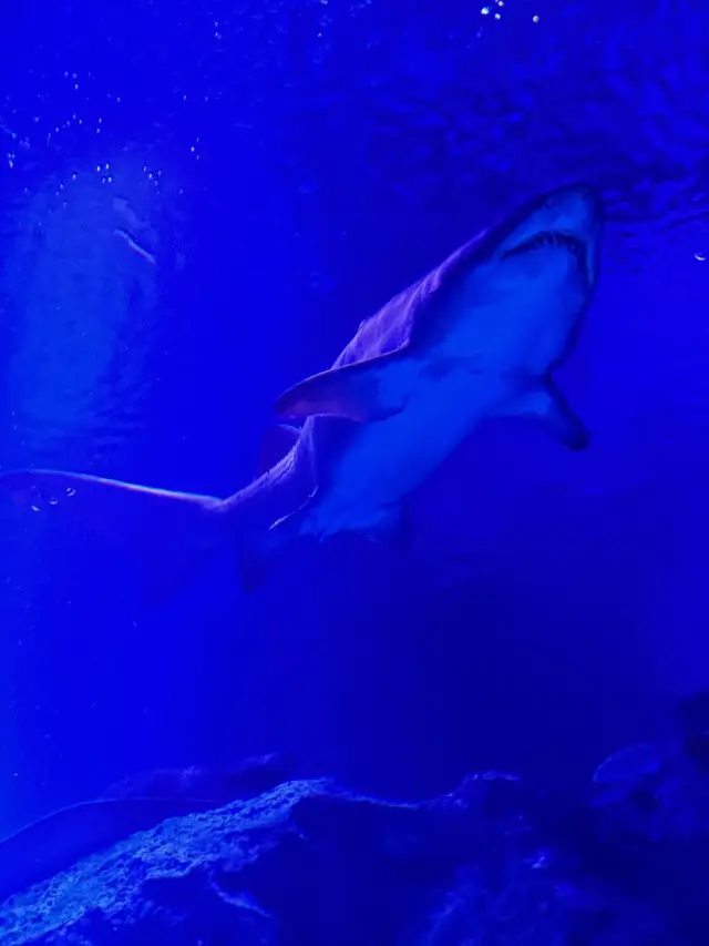 東京の深海の驚異を楽しめる、家族向けのスミダ水族館!