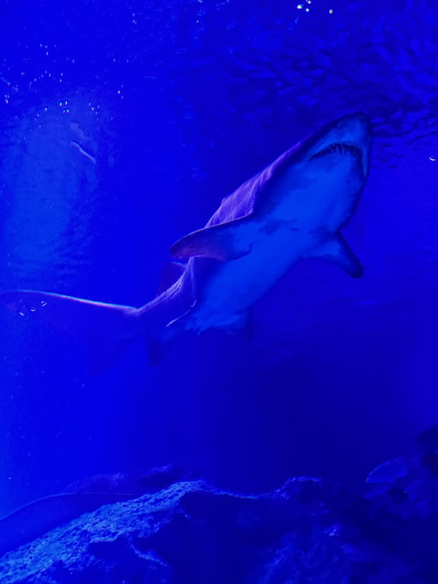 The Super Family Friendly Sumida Aquarium, The Wonders Of the Deep In Tokyo!