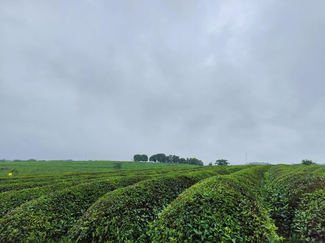鳳凰溝古村遊：茶海櫻花，田園美食之旅。