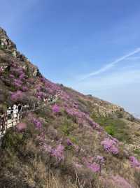 開遠大黑山！！杜鵑花海千萬不要錯過。