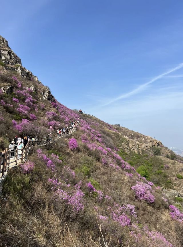 開遠大黑山！！杜鵑花海千萬不要錯過。