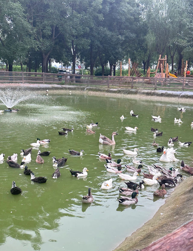 南海子的「有個牧場」位於北京大興南海子公園內。