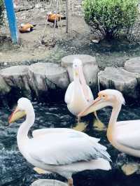 武漢動物園遊玩攻略。