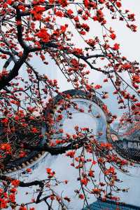廣州 木棉花開和嶺南書院。