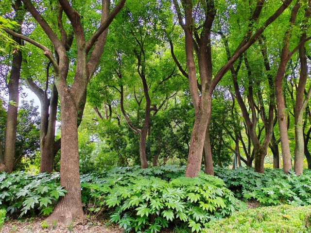 遊覽上海康健園 了解其前生今世。
