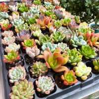 坪洲花市‖逛完花市來特產店買點。