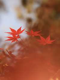 先看大雁塔紅楓，再看千年古銀杏樹吧。