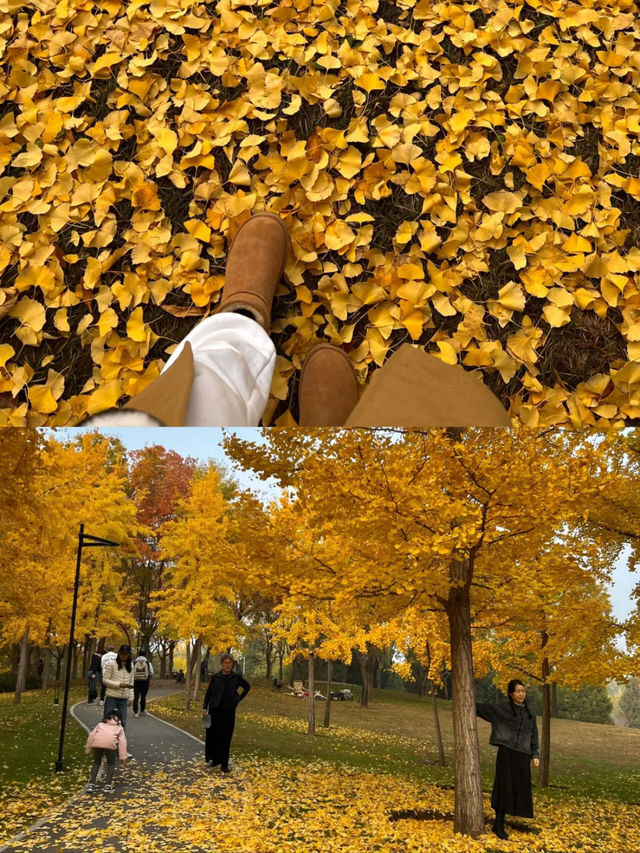 北京這個無人公園銀杏美得離譜。