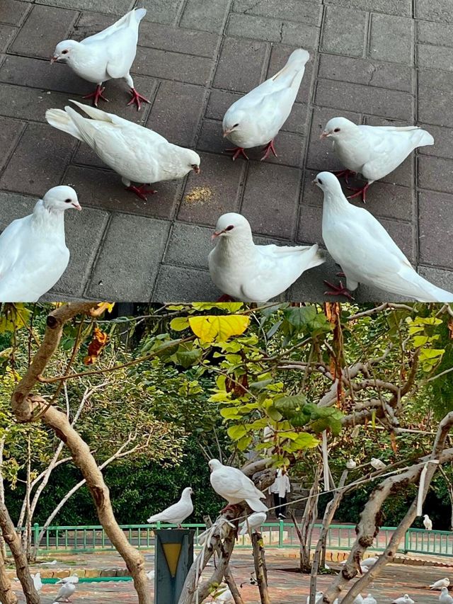 在鄭州夢溪園被我找到了。