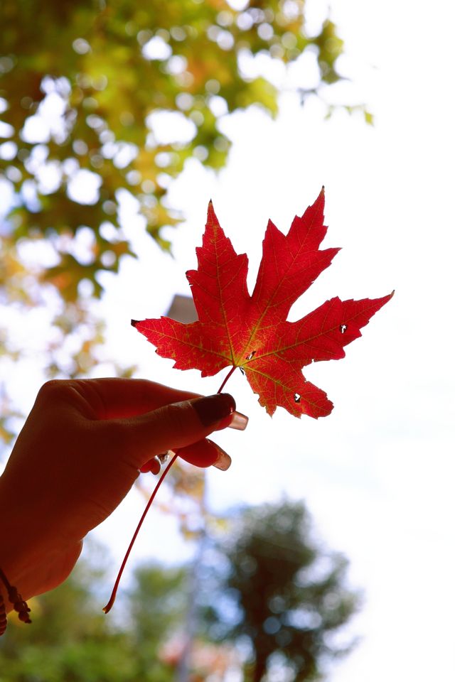 秋日魔都遠郊邂逅紅色浪漫。