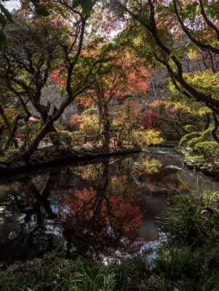 東京小眾賞楓名所「京王百草園」紅葉祭來了。