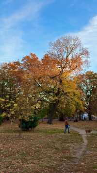 New York | Live Photos: Autumn Palette at Prospect Park