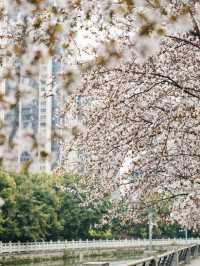 成都的春天來啦快來東湖公園。