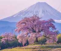 富山 | 北陸的四季風情畫卷 。