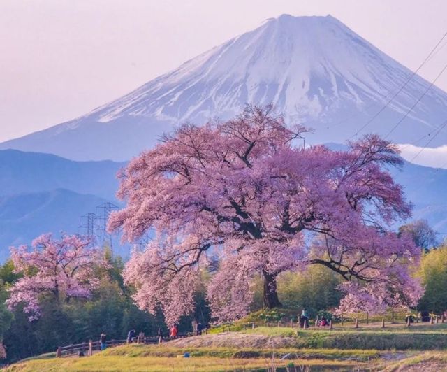 富山 | 北陸的四季風情畫卷 。