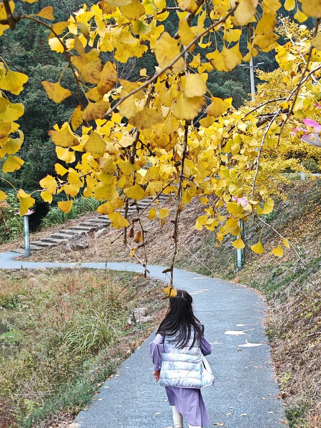帽子峰原圖丨來對時候，銀杏、紅楓和落羽杉都看了