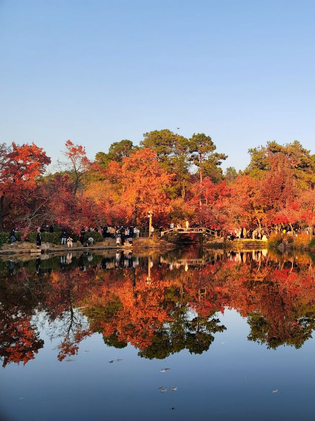 秋月春花 四時楓雅 天平山紅葉再來一波