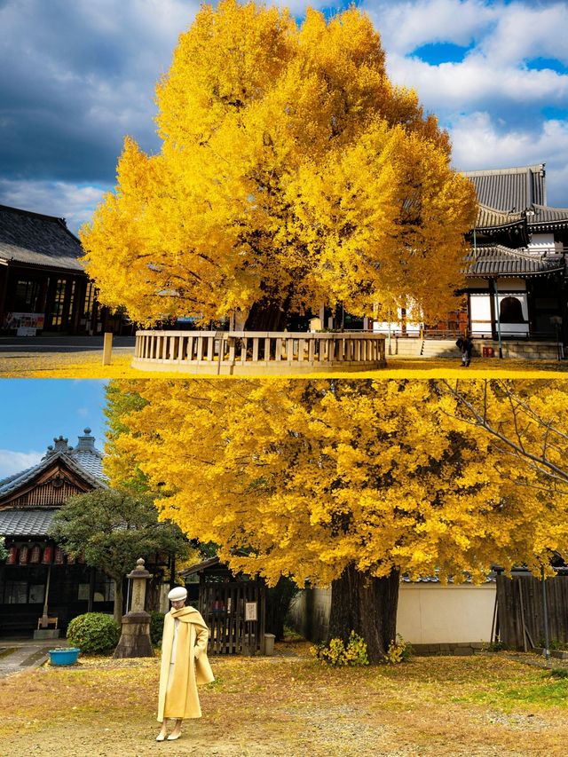 秋天來京都，請一定要拍完這兩棵銀杏再走