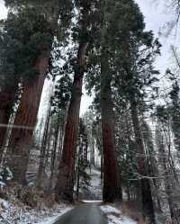 冬日的美洲杉國家公園，童話般的冰雪世界