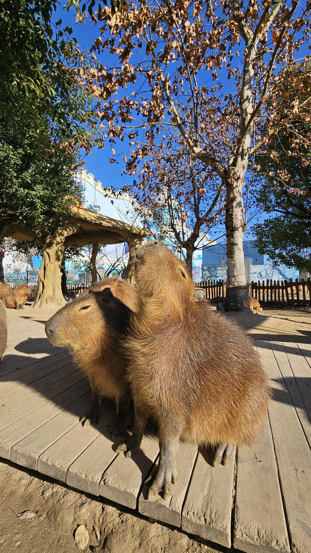 南通動物園