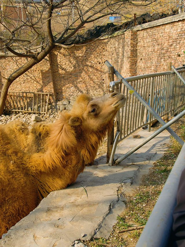 冬季反向遊 |  附鄭州動物園遊玩攻略