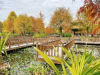 廈門濕地公園落羽杉紅了？？？