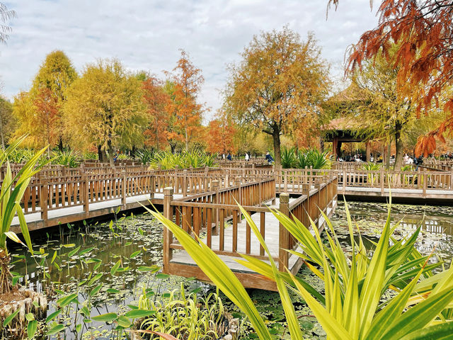 廈門濕地公園落羽杉紅了？？？
