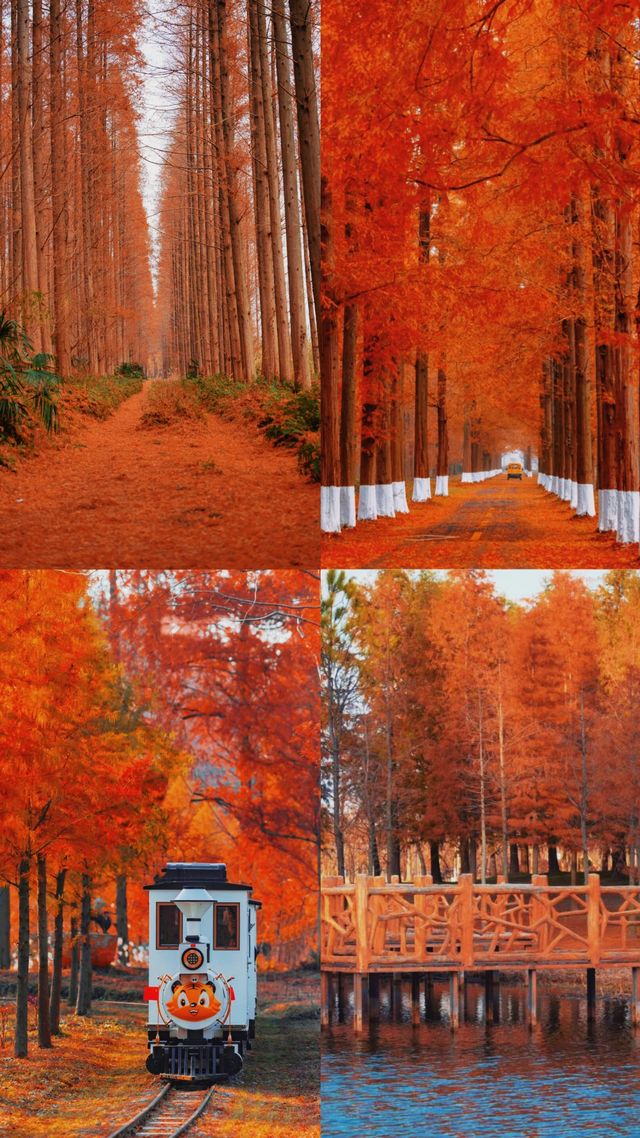 遇見冬日森影，鏡頭下的水杉紅了