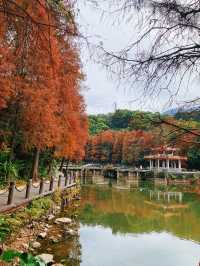 地鐵直達深圳仙湖植物園落羽杉美到附攻略