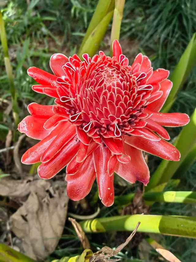 ดอกไม้และพืชพรรณในสวนพฤกษศาสตร์เขตร้อนซิ่งหลง