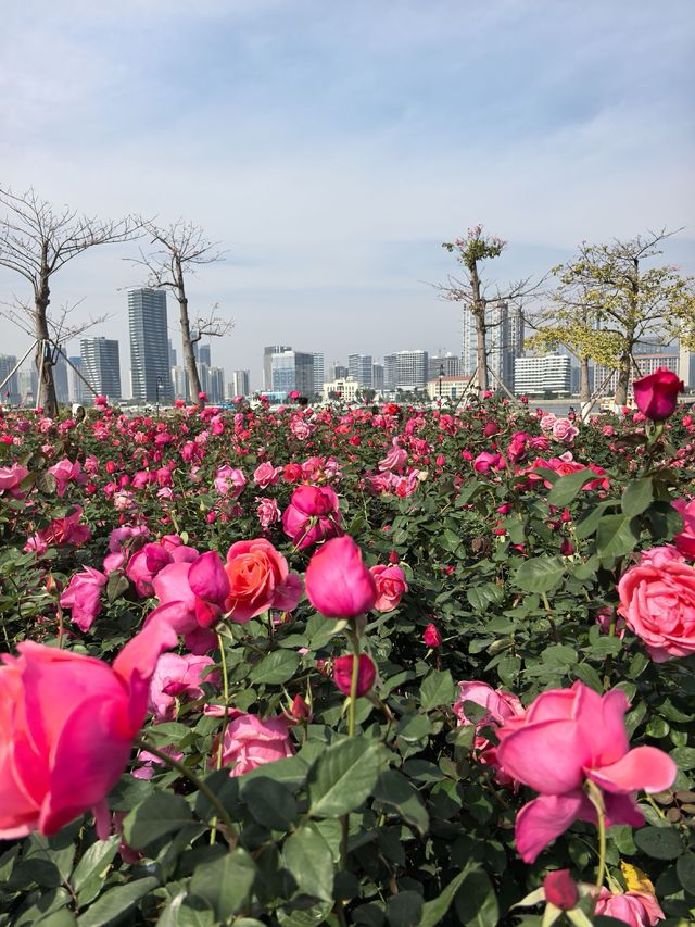 珠海花海長廊遛娃之旅