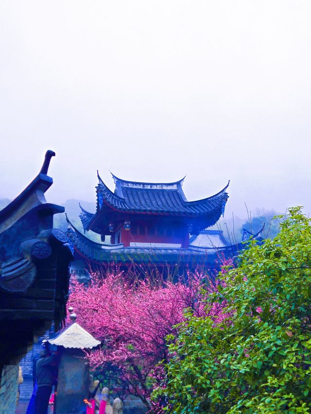 又到林陽寺每年的賞梅季