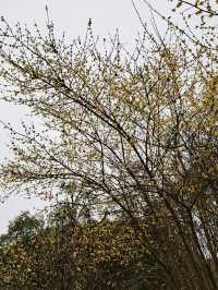 九華山——大願文化園