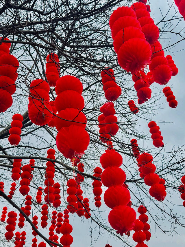 🍂 深圳的秋冬美景 - 蓮花山落羽杉 🍂