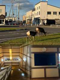 探秘日本最北端 | 稚內超詳細旅遊攻略
