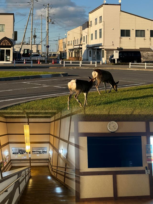 探秘日本最北端 | 稚內超詳細旅遊攻略