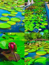 探秘日本草津市立水生植物公園「水之森」，邂逅夢幻自然之境