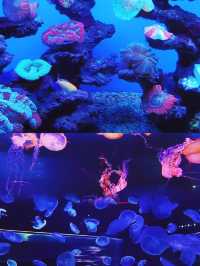 世界最美海洋館？上海海昌是嗎？