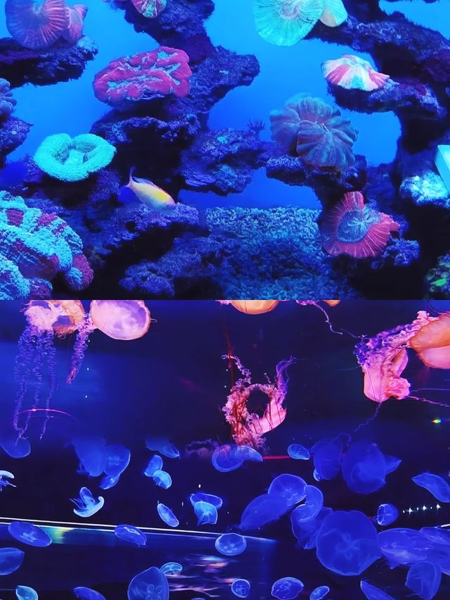 世界最美海洋館？上海海昌是嗎？