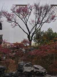 下雨天和園林更配哦-可園拍照打卡攻略