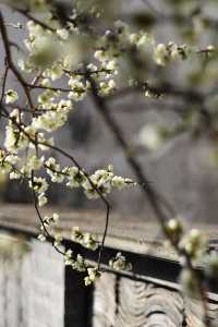 燕園|又一年梅花開了