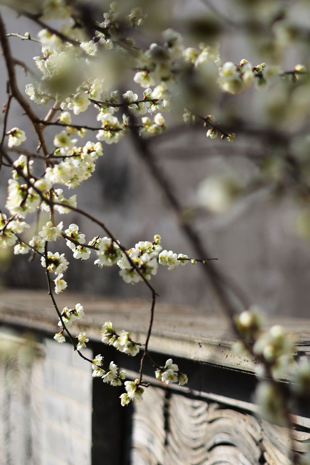 燕園|又一年梅花開了 燕園|又一年梅花開了