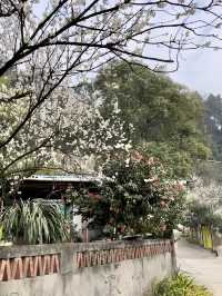 成都1.5小時直達官帽山 徒步挖野菜 太治癒了！
