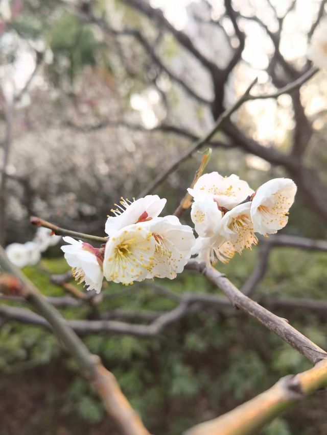 收藏好這份攻略,帶你去清涼山「梅」開眼笑 收藏好這份攻略,帶你去清涼山「梅」開眼笑