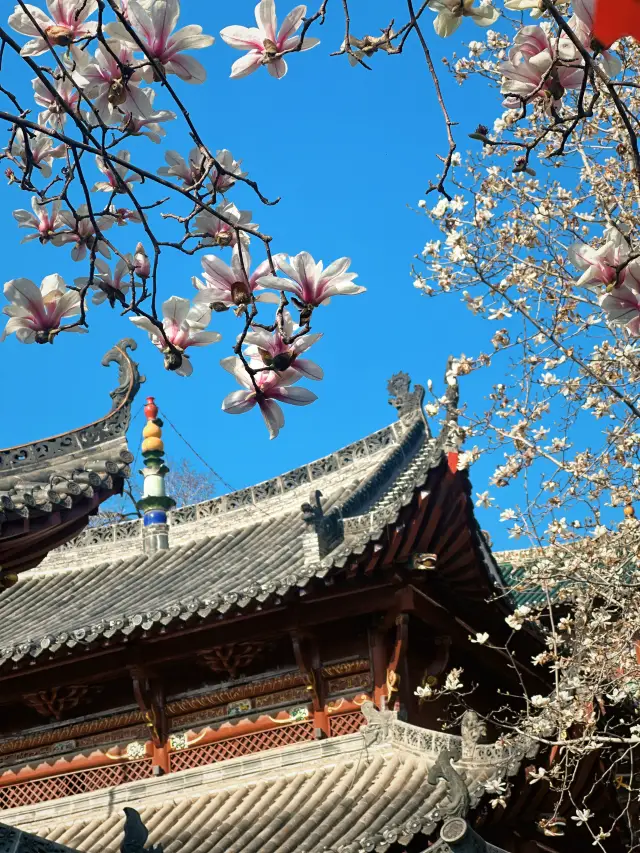The ultimate in Chinese aesthetics, the magnolia flowers at Changchun Temple are now in bloom!